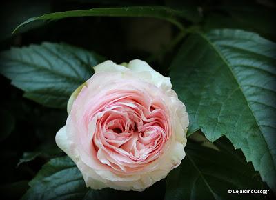 Pierre de Ronsard...