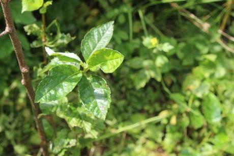 2 sorbopyrus romi 5 juillet 2013 077.jpg