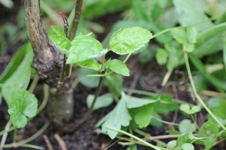 4 pyrus romi 5 juillet 2013 005.jpg