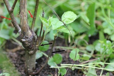 1 sorbopyrus blog pa romi 5 juillet 2013 007.jpg