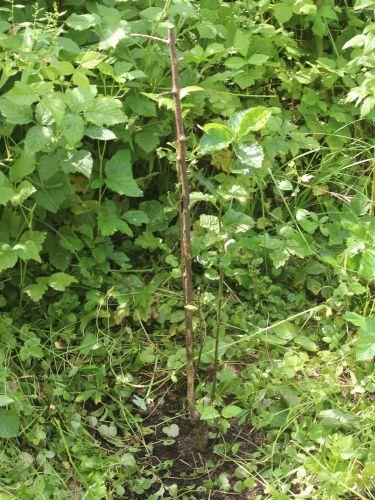 0 sorbopyrus romi 5 juillet 2013 075.jpg