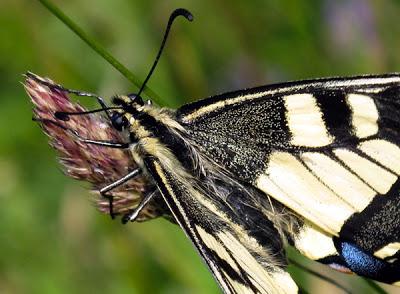 Papilio machaon (Machaon)