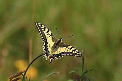 Machaon