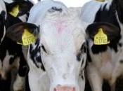 TUBERCULOSE BOVINE: viande britannique contaminée s'exporte Europe Defra- Sunday Times