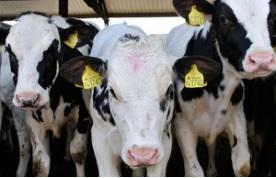TUBERCULOSE BOVINE: La viande britannique contaminée s'exporte en Europe – Defra- Sunday Times