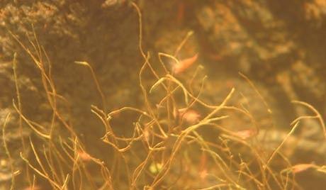микробы микроорганизм океан вода