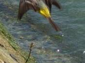 nouveau titi parisien