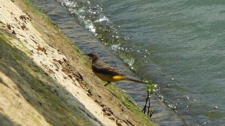 Le nouveau titi parisien bergeronnette des ruisseauxP1370901