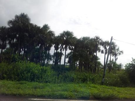 20130515 152025 en route a Kourou