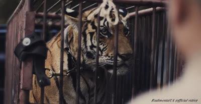 Rudimental tourne en Thaïlande: Pauvres tigres [HD]