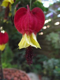 Bouturer l'Abutilon