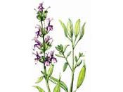 fleurs tombes vieilles plus