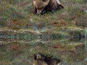L'ours peut être animal calme