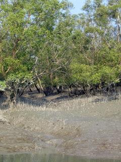 Bangladesh - Les Sundarbans