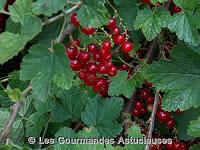 Groseilles au sucre Rapadura