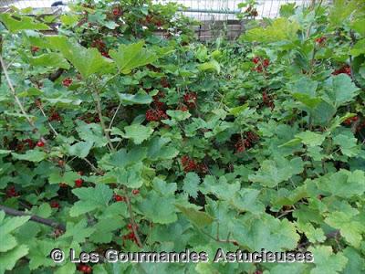 Groseilles au sucre Rapadura