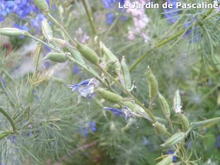 Ramasser les graines du Delphinium Ajacis