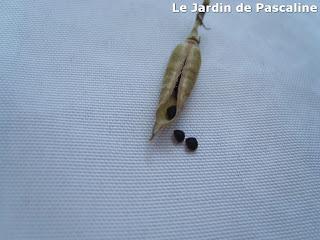 Ramasser les graines du Delphinium Ajacis