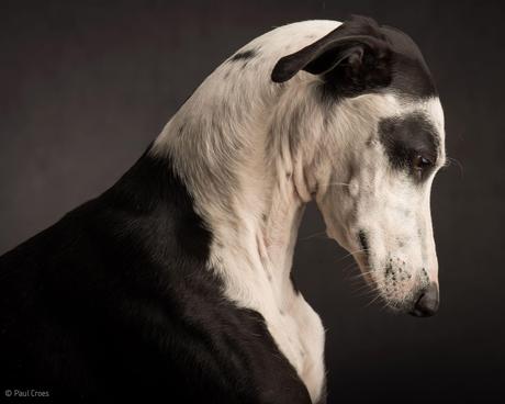 Paul Croes – Photographie animaliere, portraits studio / chien
