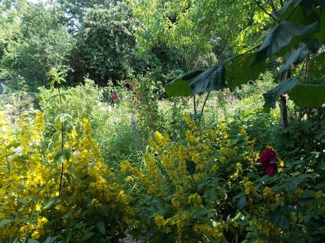 histoire Gacillyenne-tome-1