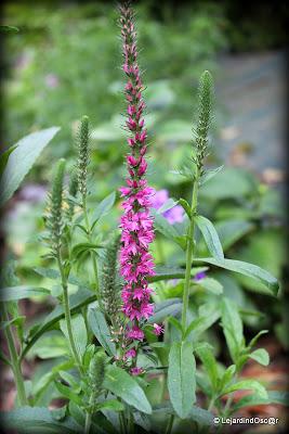 Puisque l'été s'est installé depuis plusieurs jours maint...