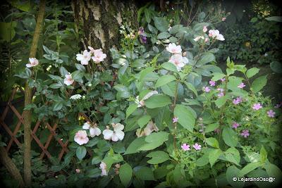 Puisque l'été s'est installé depuis plusieurs jours maint...