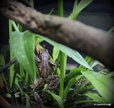 Puisque l'été s'est installé depuis plusieurs jours maint...