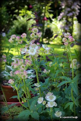 Puisque l'été s'est installé depuis plusieurs jours maint...