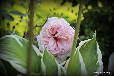 Puisque l'été s'est installé depuis plusieurs jours maint...