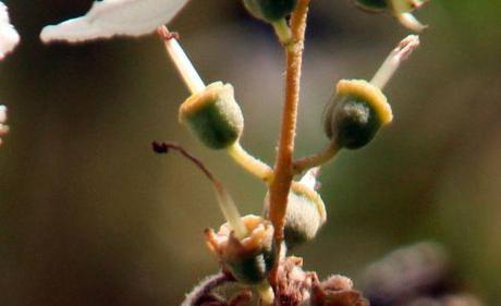 11 deutzia scabra marnay fr 23 juin 2013 116.jpg