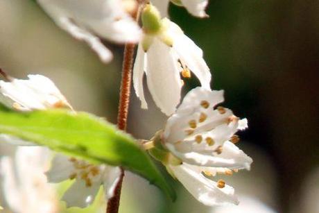 9 deutzia scabra marnay fl 23 juin 2013 116.jpg