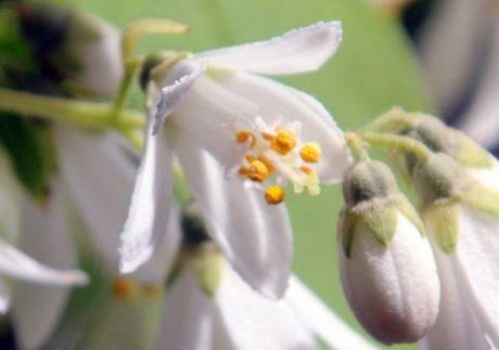 8 deutzia scabra fl marnay 16 juin 2013 102 (7).jpg