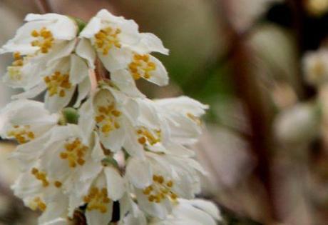 7 deutzia scabra marnay 23 juin 2013 120.jpg