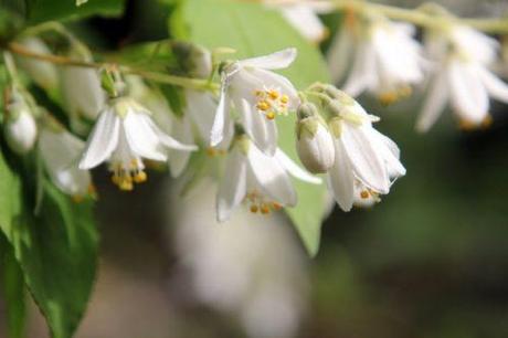 6 deutzia scabra marnay 16 juin 2013 102 (7).jpg