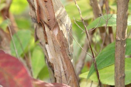 deutzia scabra ecorce paris 10 nov 2012 180.jpg