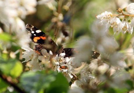 5 deutzia scabra marnay 23 juin 2013 115.jpg