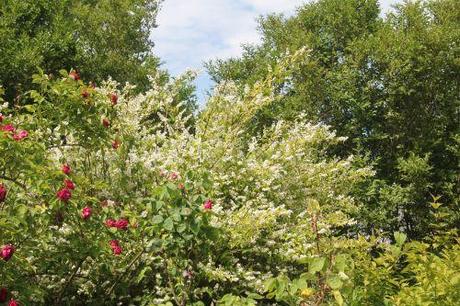 1 deutzia scabra marnay 16 juin 2013 102 (1).jpg