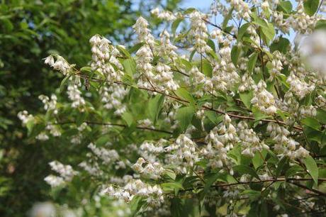 2 deutzia scabra  marnay 16 juin 2013 102 (5).jpg