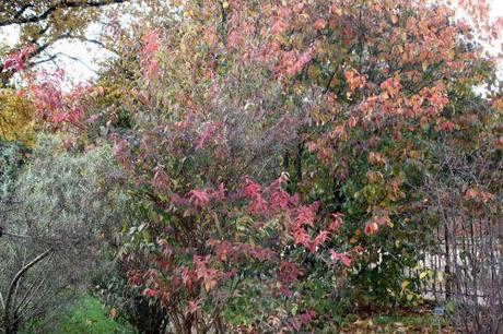 deutzia scabra paris 10 nov 2012 182.jpg