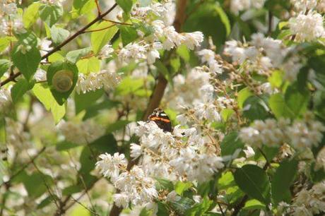 4 deutzia scabra marnay 23 juin 2013 114.jpg