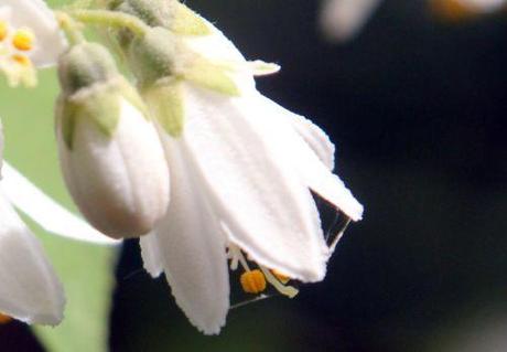 10 deutzia scabra fl marnay 16 juin 2013 102 (8).jpg