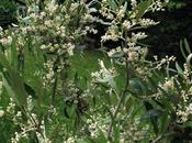 Olivier (Olea europaea) Lorraine…