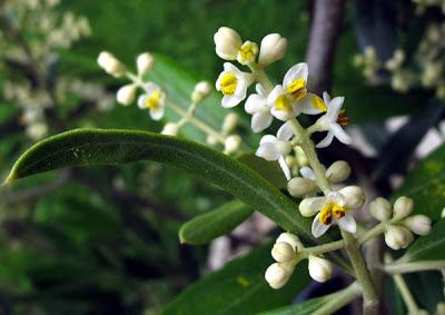 Un Olivier (Olea europaea) en Lorraine…