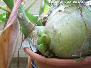 Multiplication de l'Ornithogalum