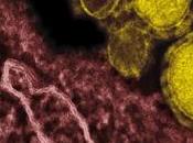 CORONAVIRUS CoV-MERS: Pour l'OMS, urgence sanitaire mondiale?