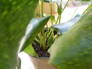 Multiplication Calathea Network réussie !