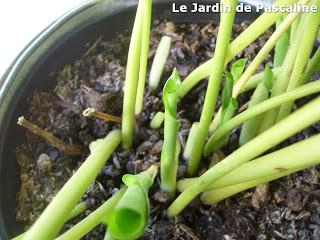 Multiplication Calathea Network réussie !