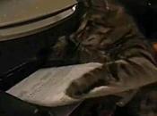 Vidéo: Mais pourquoi chat décide-t-il mettre poubelle document sort l’imprimante