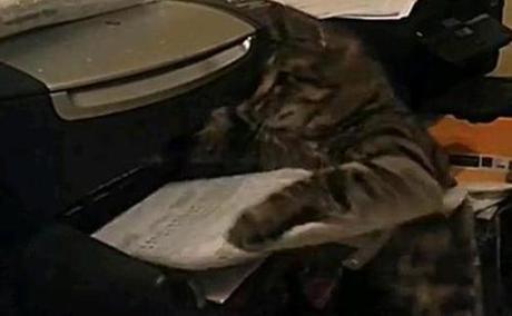 Vidéo: Mais pourquoi ce chat décide-t-il de mettre à la poubelle le document qui sort de l’imprimante ?