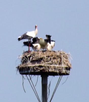 La Loire Atlantique l autre pays des cigognes